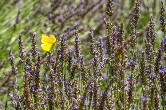yellow butterfly flying over purple lavander fields provence france