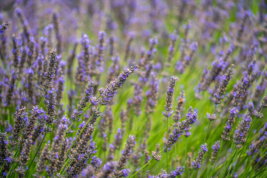 close up of purple lavander fields provence france