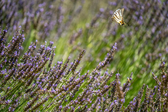 butterfly flying over purple lavander fields provence france