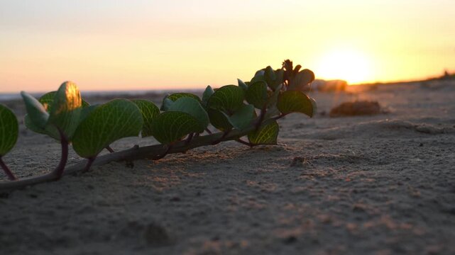 Louisiana, a wide sandy coastal beach. A Beach Morning Glory (Ipomoea pes-caprae), a durable perennial vine often found on sandy coastal dunes