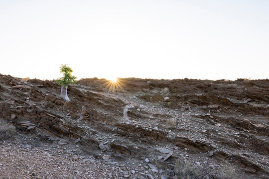 Small moringa tree at sunset