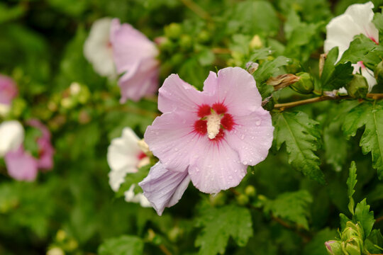 Pink mallows bloom in the garden in autumn. Decorating the garden with mallows near the house.
