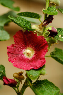 Red mallows bloom in the garden in autumn. Decorating the garden with mallows near the house.