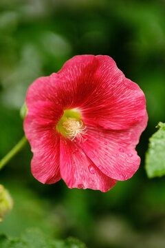 Red mallows bloom in the garden in autumn. Decorating the garden with mallows near the house.