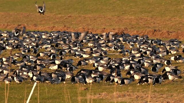 huge flocks of barnacle geese feeding close to the dike, ,close 727