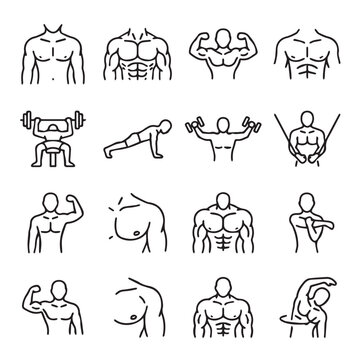 Muscular male torsos and workout poses in minimalist line art style with clean white background for fitness concepts