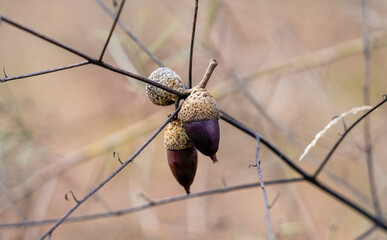 Oak acorns growing on a thin branch in autumn © JuanFrancisco