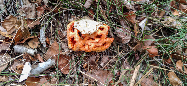 Orange fungus growing on forest ground with decaying leaves