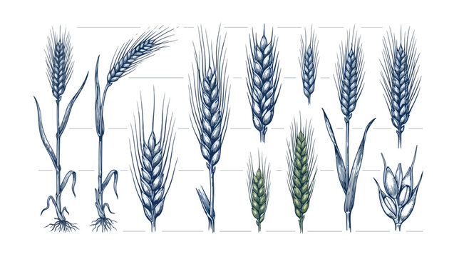 Vintage hand drawn wheat ears collection, 12 botanical cereal grain illustrations. Engraved style wheat and barley stalks for bakery branding and organic farming.