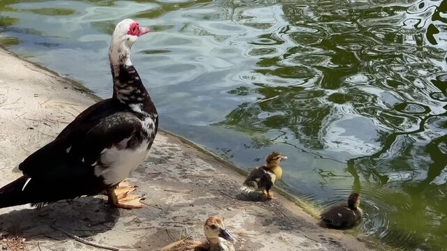 Peaceful Duck Family by Water in City Park.