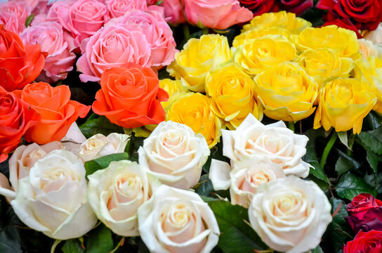 Beautiful colorful roses bouquet blooming close up backdrop