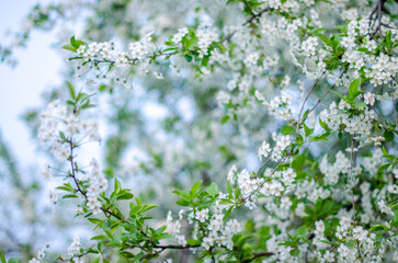 White cherry blossom branches blooming against sky in spring garden framework background © sergo321