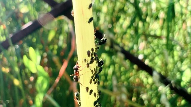 Ants tending aphid colony on green plant stem in sunny garden close up