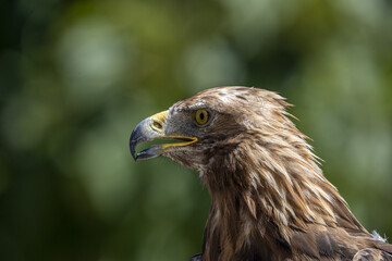 Fototapeta premium close up of a eagle