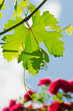 Green grape leaf with tendril growing in vineyard against blue sky and roses background