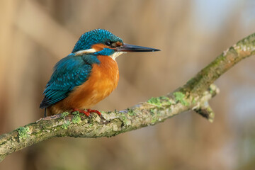 Detailed close-up profile portrait of a vibrant Common Kingfisher (Alcedo atthis) perched on a mossy branch.  © WojtekWildlife