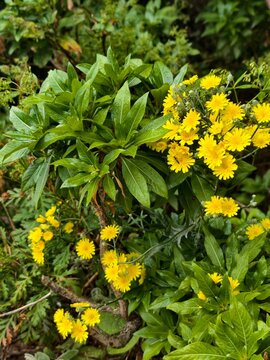 Flores amarillas silvestres con gotas de lluvia en la vegetaci&oacute;n de La Gomera