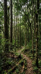 Fototapeta premium Dense evergreen forest floor with sunlight rays.