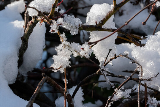 The delicate beauty of winter as patches of white, crystalline snow cling to the intricate, tangled branches of a dormant shrub after a snowfall