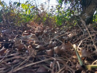 Fototapeta premium bird nest with chicks