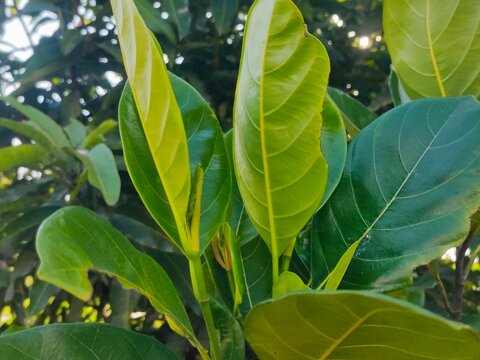 green leaves on a tree