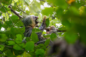 Hoffmann’s Two-toed Sloth (Choloepus hoffmanni) feeding on leaves in the lush tropical rainforest canopy, Costa Rica. © Teresa