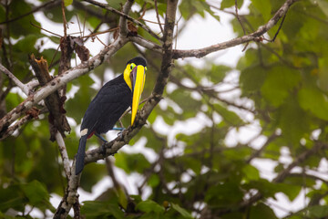 Yellow-throated Toucan (Ramphastos ambiguus) perched on a branch looking directly at the camera in a Costa Rican forest © Teresa