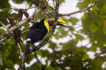 Yellow-throated Toucan (Ramphastos ambiguus) perched on a mossy branch in a rainy Costa Rican rainforest canopy © Teresa