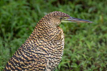 Fasciated tiger-heron standing in lush green grass, juvenile Tigrisoma bird profile portrait in the tropical rainforest of Costa Rica. © Teresa