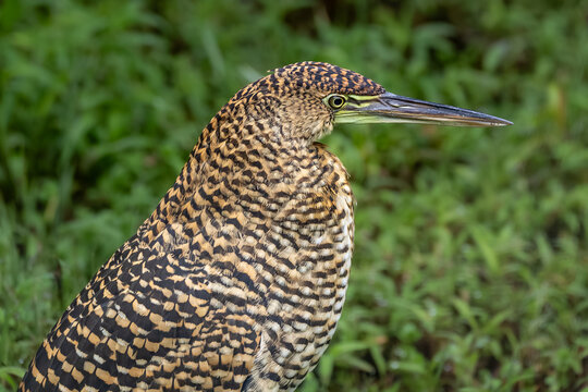 Fasciated tiger-heron standing in lush green grass, juvenile Tigrisoma bird profile portrait in the tropical rainforest of Costa Rica.