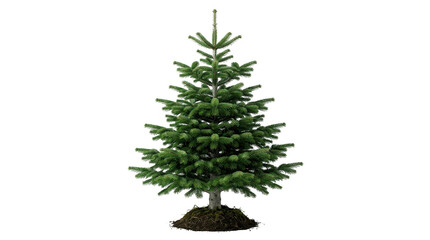 Obraz premium Small green christmas tree with roots in dark soil isolated on transparent background