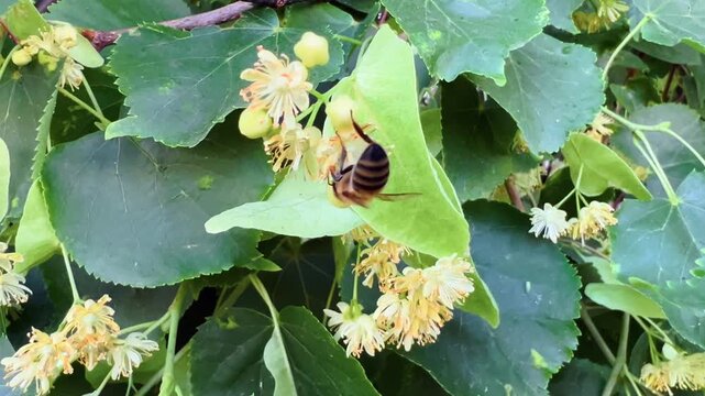 Bee collecting nectar on blooming linden tree flowers among green leaves in summer