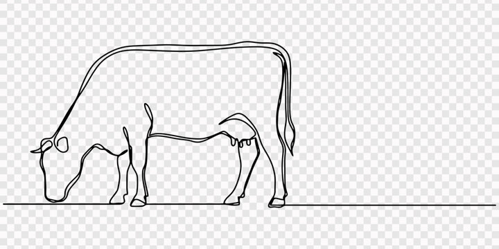 Cow animal continuous one line drawing minimalism design Editable stroke, Self drawing line Cow on pasture Grazing cow continuous one single line drawn concept ,One continuous line drawing of cow face