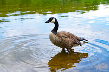 Fototapeta premium Goose swim in water. Lonely duck at the lake. Goose or duck bird. Fauna and nature. Goose bird in the water. Duck with beak and feather