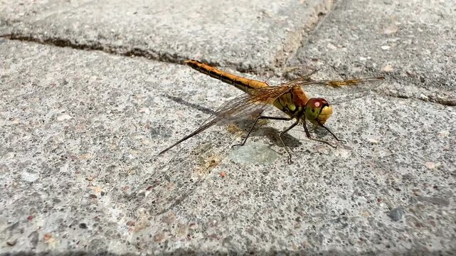 Dragonfly with spread wings sitting on cracked concrete surface outdoors