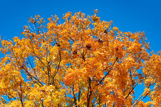 Fall season colors. Nature in autumn. Fall weather outdoor. Leaves in autumn nature forest. Fallen leaves. Autumn nature forest. Orange and yellow fall leaves. Sweater weather