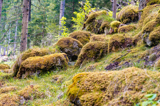 Rocky stone with moss in wild nature forest. Moss in rocky forest nature. Moss covered forest rock. Pristine nature