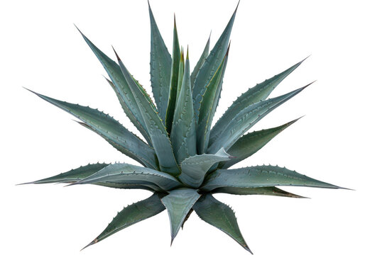 Green agave plant with spiky leaves isolated on transparent background