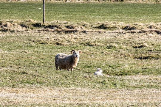 Icelandic sheep Ovis aries standing on a grassy pasture with a young lamb in the countryside of Iceland