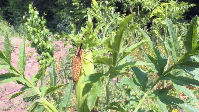 Longhorn beetle crawling on green plant stem viewed from behind in natural outdoor setting