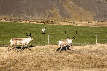 Reindeer Rangifer tarandus herd running along a fence line in a grassy field during a sunny afternoon near Hofn East Iceland © Joao Vieira