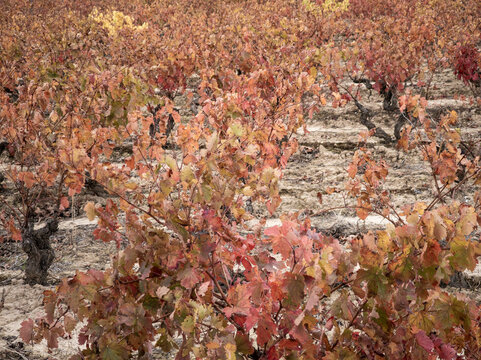 Autumn vineyard revealing colorful fall foliage and grapevines
