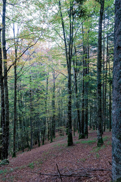 Autumn forest with trees and fallen leaves