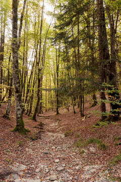 Forest path with autumn leaves in changing season