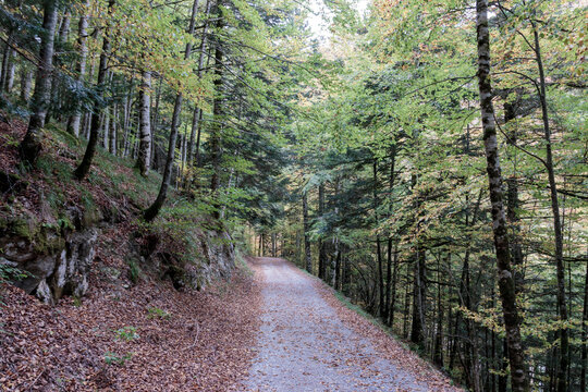 Forest path with fall leaves in wilderness