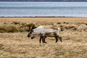 Reindeer Rangifer tarandus walking through dry coastal grassland under diffused morning light with water background near Stokksnes Iceland © Joao Vieira
