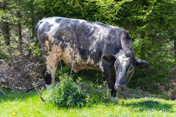 Domestic animal on summer farm. Rural landscape with cattle. Cow at alps farming. Cattle farming. Cow in wild nature. Cow grazing at farming pasture. Graze in pasture. Cow in countryside © be free