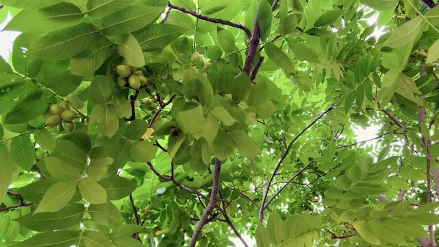 Close up of manchurian walnut leaves and unripe green nuts on branch