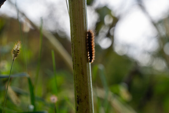 Brown hairy caterpillar on a plant