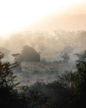Wildlife viewing and nature exploration in the savanna